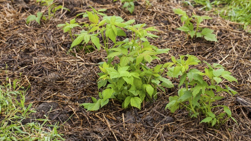 Tayberry-plantgids:tips voor teelt, verzorging en oogsten 