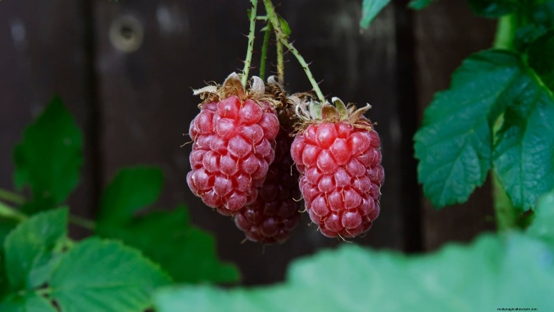 Tayberry-plantgids:tips voor teelt, verzorging en oogsten 