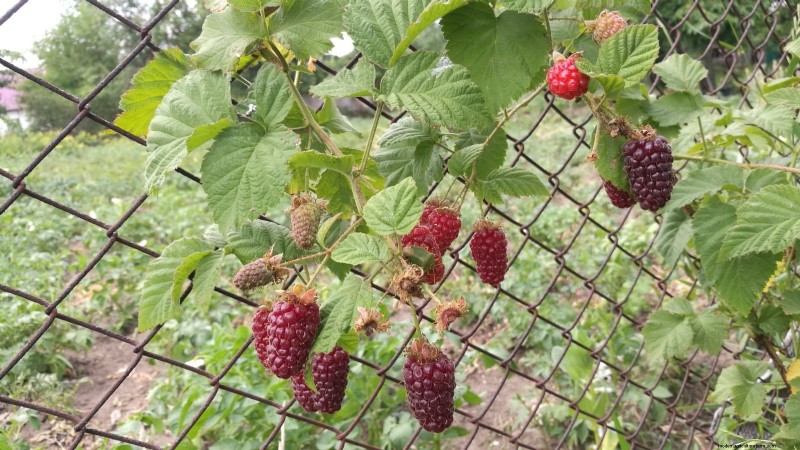 Tayberry-plantgids:tips voor teelt, verzorging en oogsten 