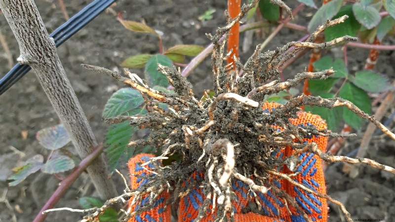 Tayberry-plantgids:tips voor teelt, verzorging en oogsten 