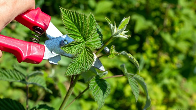 Tayberry-plantgids:tips voor teelt, verzorging en oogsten 