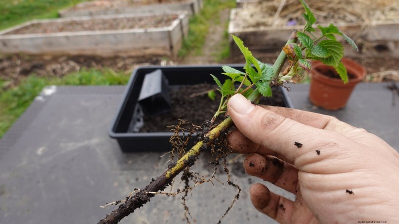 Tayberry-plantgids:tips voor teelt, verzorging en oogsten 