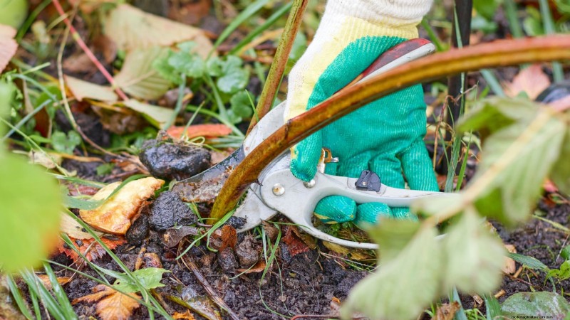Tayberry-plantgids:tips voor teelt, verzorging en oogsten 