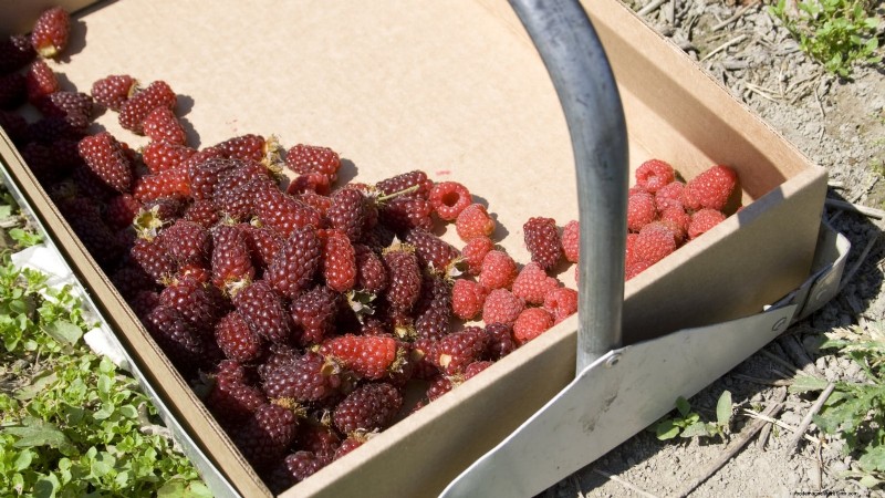 Tayberry-plantgids:tips voor teelt, verzorging en oogsten 