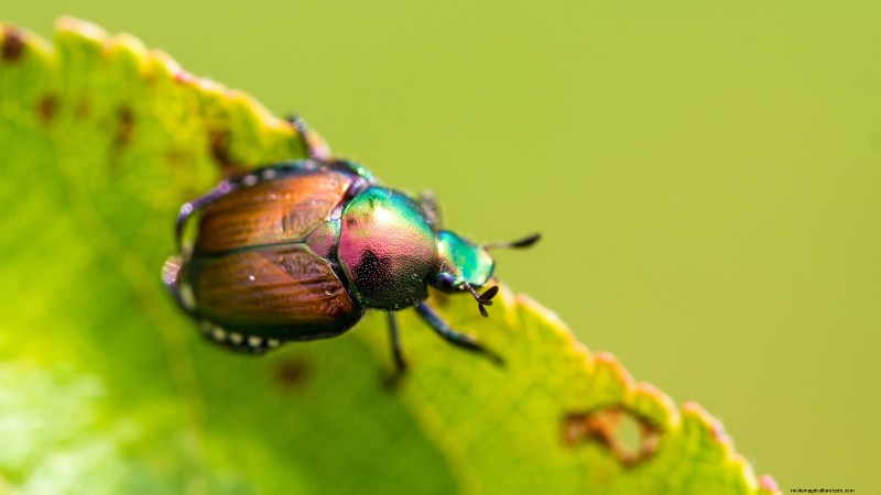Tayberry-plantgids:tips voor teelt, verzorging en oogsten 
