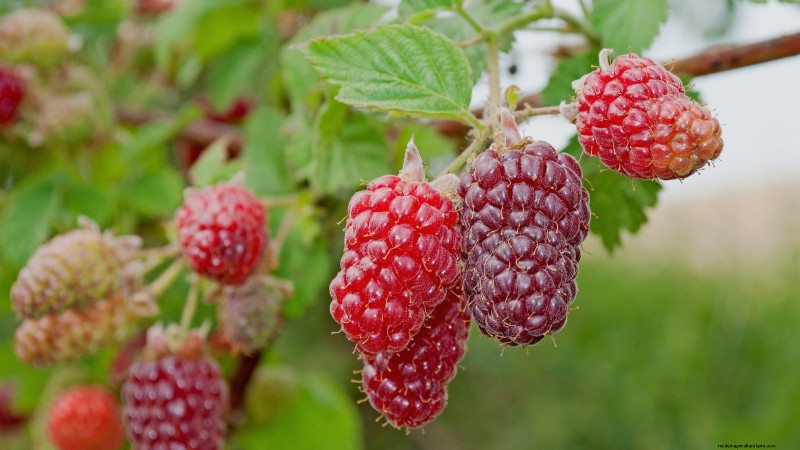 Tayberry-plantgids:tips voor teelt, verzorging en oogsten 