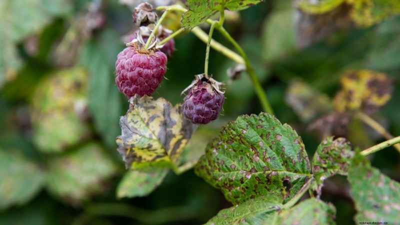 Tayberry-plantgids:tips voor teelt, verzorging en oogsten 