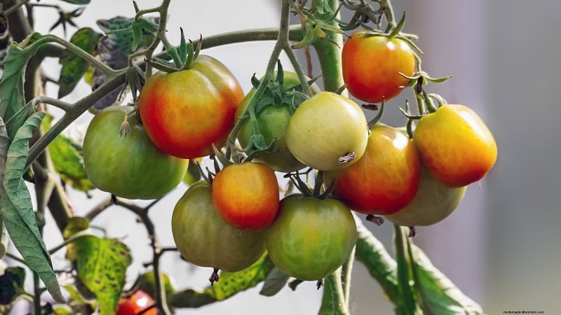11 dwergtomatenrassen die u in elke tuin moet proberen 