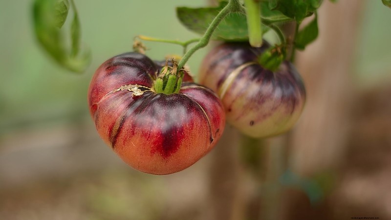 11 dwergtomatenrassen die u in elke tuin moet proberen 