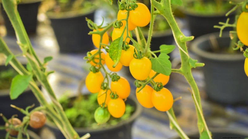 11 dwergtomatenrassen die u in elke tuin moet proberen 