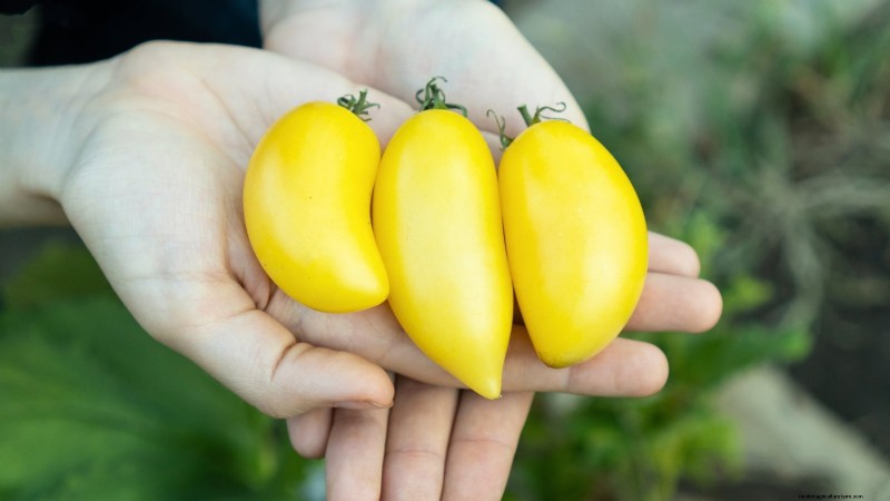 11 dwergtomatenrassen die u in elke tuin moet proberen 
