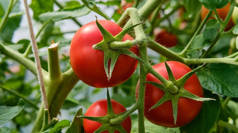 11 dwergtomatenrassen die u in elke tuin moet proberen 