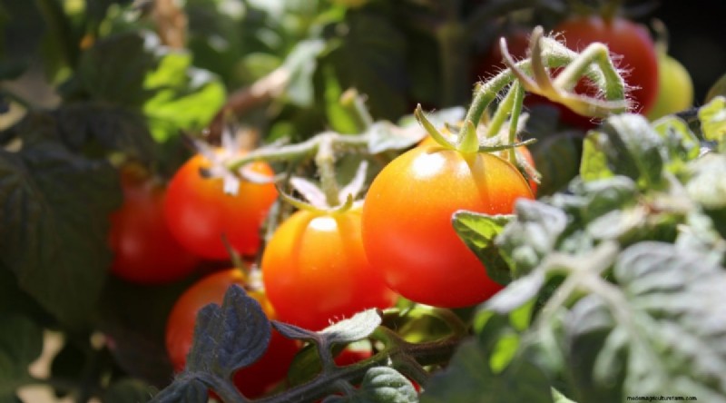 11 dwergtomatenrassen die u in elke tuin moet proberen 