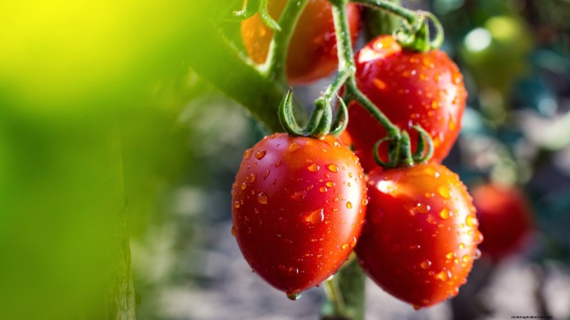 11 dwergtomatenrassen die u in elke tuin moet proberen 