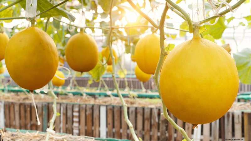 Kweek thuis honingmeloenen:een complete gids voor planten, verzorgen en oogsten 
