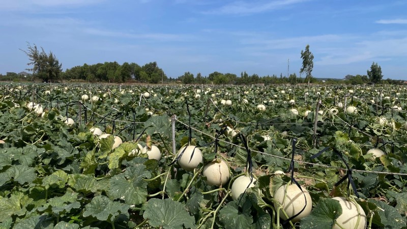 Kweek thuis honingmeloenen:een complete gids voor planten, verzorgen en oogsten 