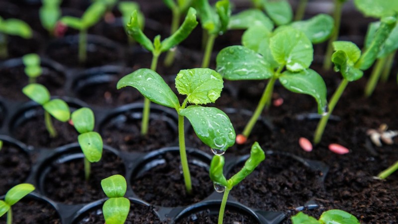 Kweek thuis honingmeloenen:een complete gids voor planten, verzorgen en oogsten 