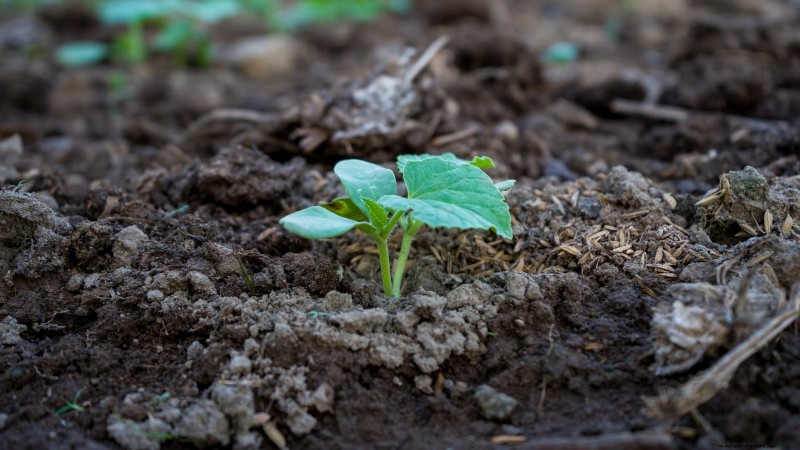 Kweek thuis honingmeloenen:een complete gids voor planten, verzorgen en oogsten 