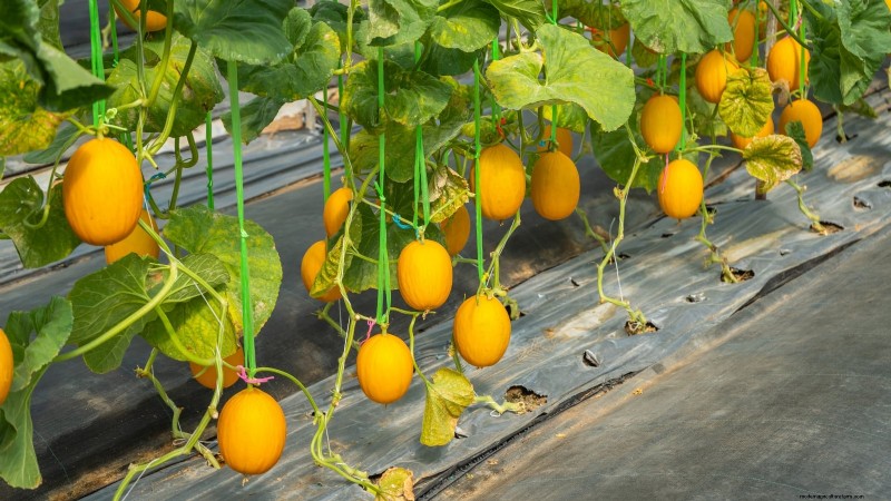 Kweek thuis honingmeloenen:een complete gids voor planten, verzorgen en oogsten 