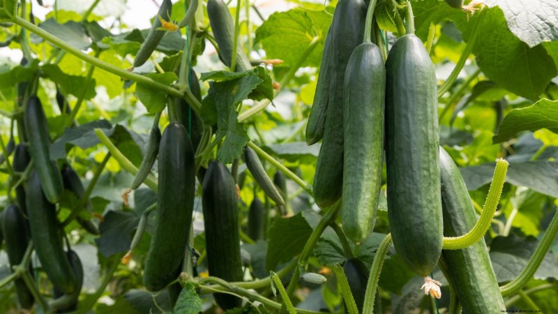 Niet alle groenten passen in potten:waarom sommige in bedden moeten groeien 