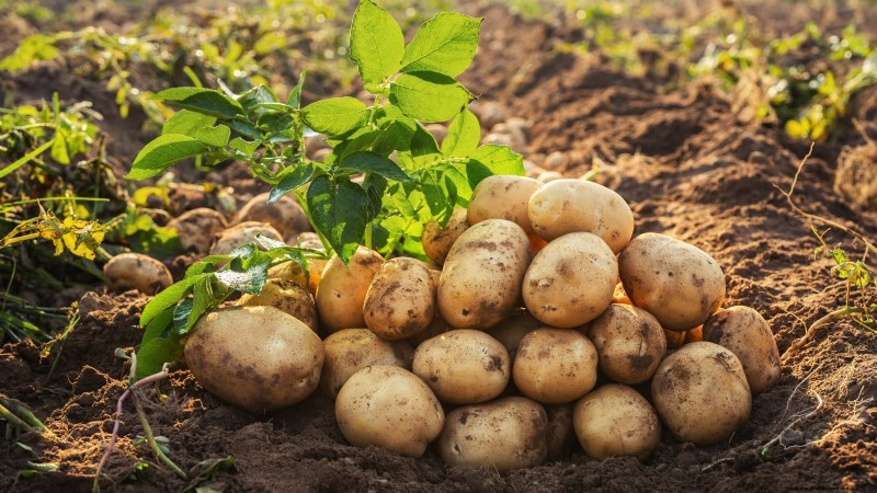 Niet alle groenten passen in potten:waarom sommige in bedden moeten groeien 