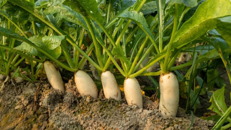 Niet alle groenten passen in potten:waarom sommige in bedden moeten groeien 