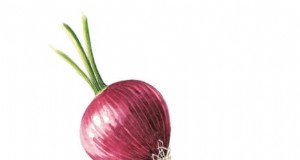 Handleiding voor het planten, kweken en verzorgen van levendige rode uien 