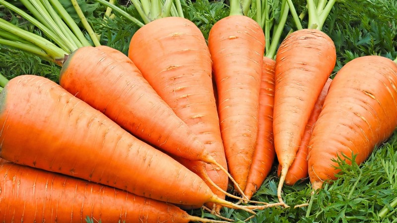Plant dit voorjaar 9 levendige wortelvariëteiten – deskundige gids voor kleurrijke wortels 