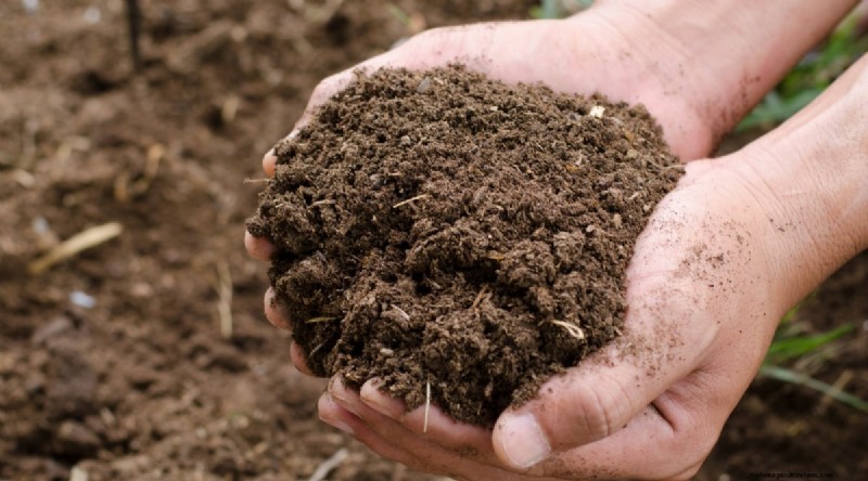 Wortelen uit zaad laten groeien:5 bewezen stappen voor een vlekkeloze oogst 