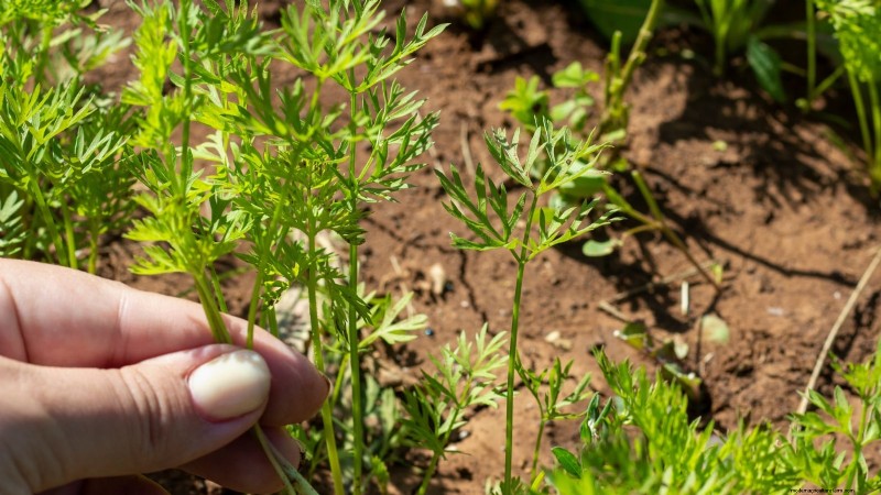 Wortelen uit zaad laten groeien:5 bewezen stappen voor een vlekkeloze oogst 