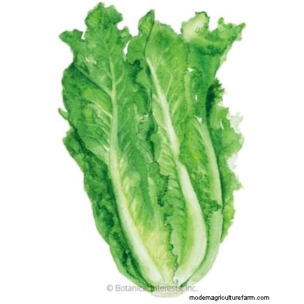 Romaine sla planten, kweken en verzorgen – een complete gids 