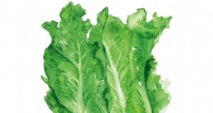 Romaine sla planten, kweken en verzorgen – een complete gids 