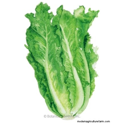 Romaine sla planten, kweken en verzorgen – een complete gids 