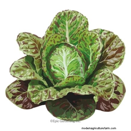 Romaine sla planten, kweken en verzorgen – een complete gids 