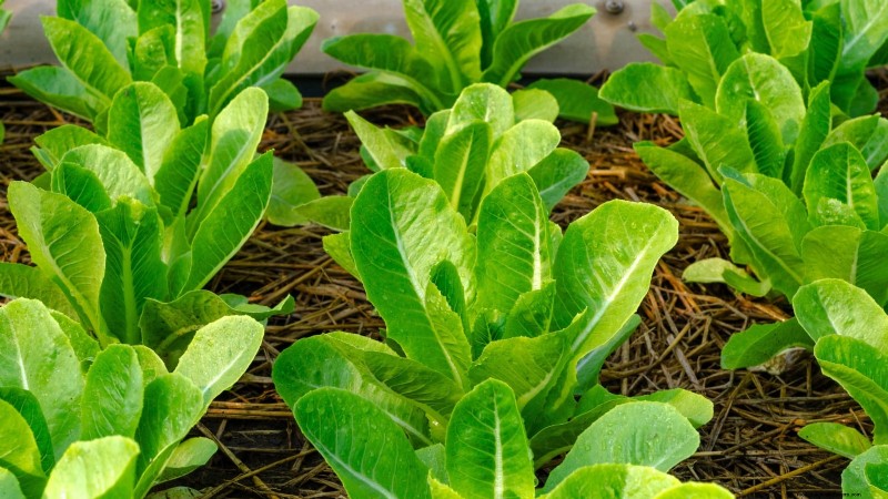 Romaine sla planten, kweken en verzorgen – een complete gids 