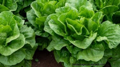 Romaine sla planten, kweken en verzorgen – een complete gids 