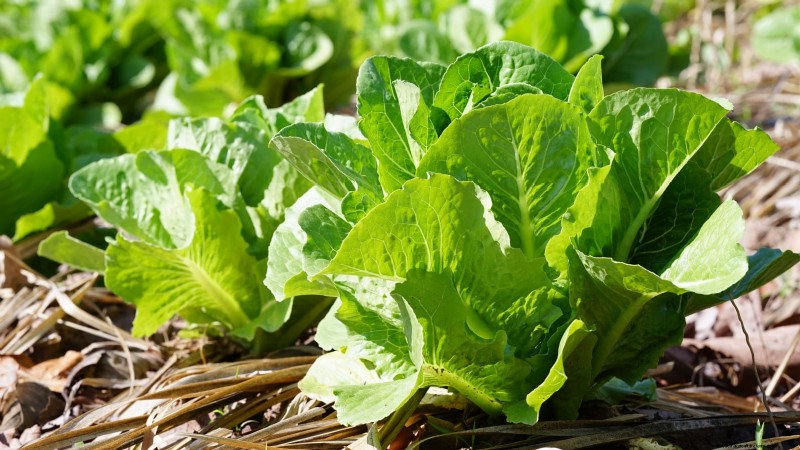 Romaine sla planten, kweken en verzorgen – een complete gids 