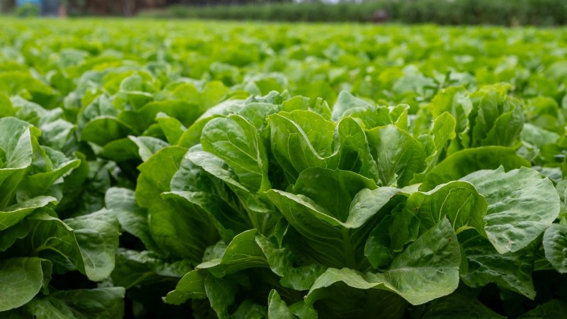 Romaine sla planten, kweken en verzorgen – een complete gids 