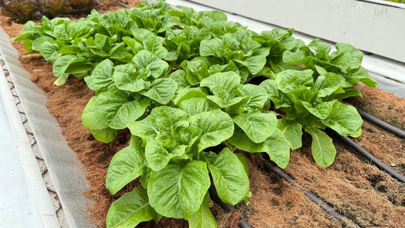 Romaine sla planten, kweken en verzorgen – een complete gids 