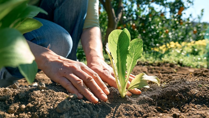 Romaine sla planten, kweken en verzorgen – een complete gids 