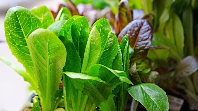 Romaine sla planten, kweken en verzorgen – een complete gids 