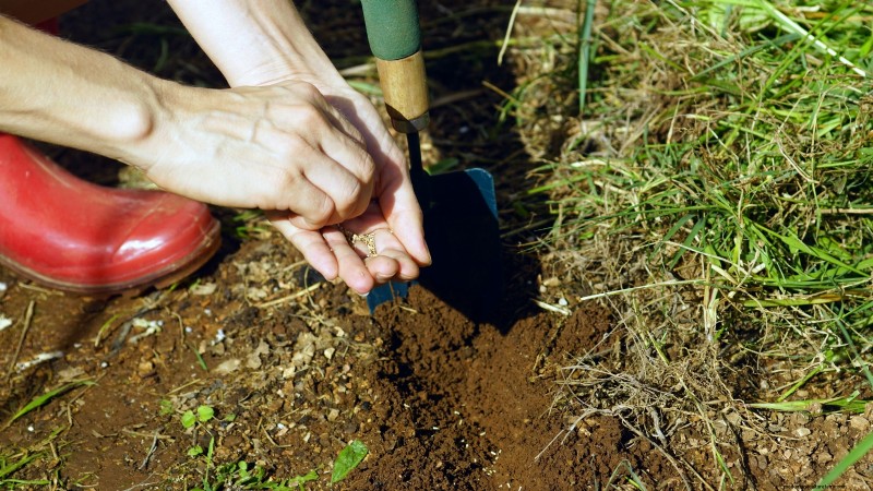 Romaine sla planten, kweken en verzorgen – een complete gids 