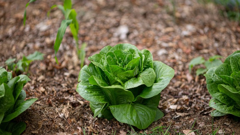Romaine sla planten, kweken en verzorgen – een complete gids 