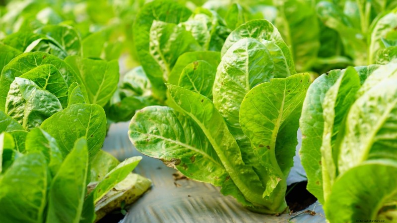 Romaine sla planten, kweken en verzorgen – een complete gids 