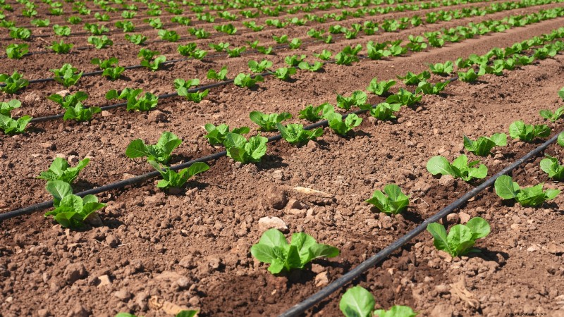 Romaine sla planten, kweken en verzorgen – een complete gids 