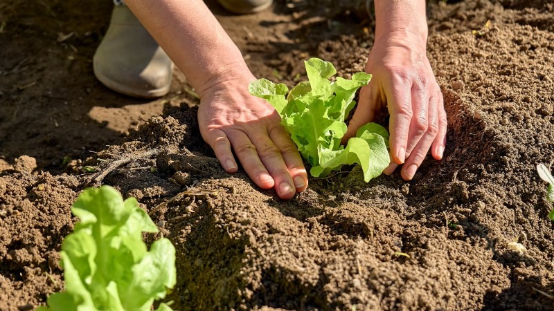 Romaine sla planten, kweken en verzorgen – een complete gids 