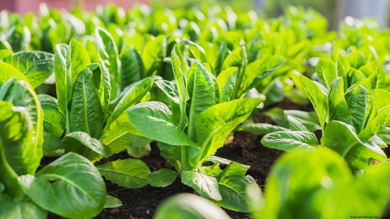 Romaine sla planten, kweken en verzorgen – een complete gids 