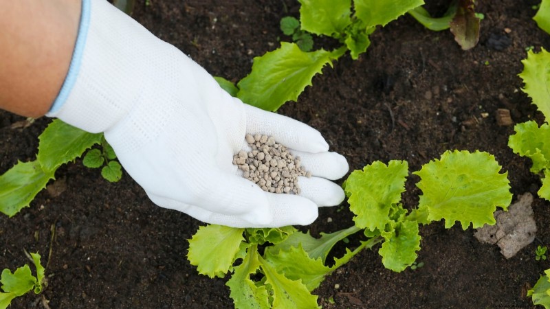 Romaine sla planten, kweken en verzorgen – een complete gids 