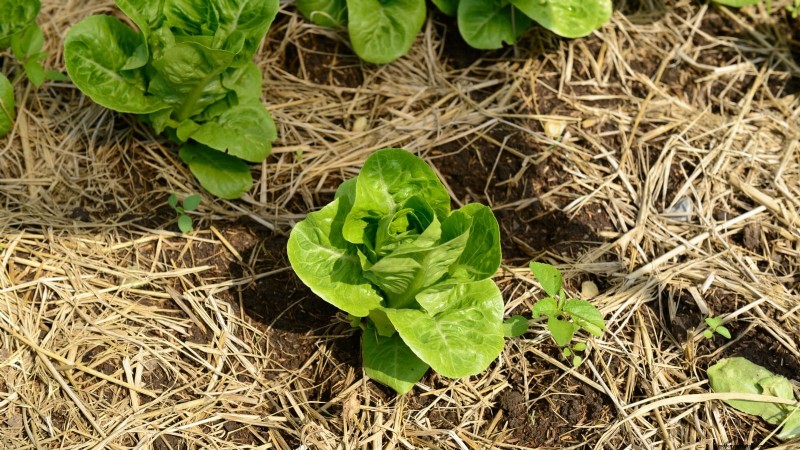Romaine sla planten, kweken en verzorgen – een complete gids 