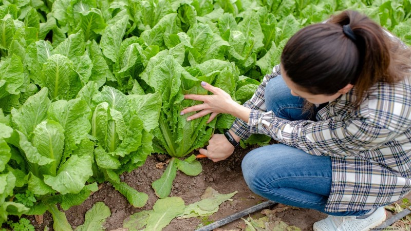 Romaine sla planten, kweken en verzorgen – een complete gids 